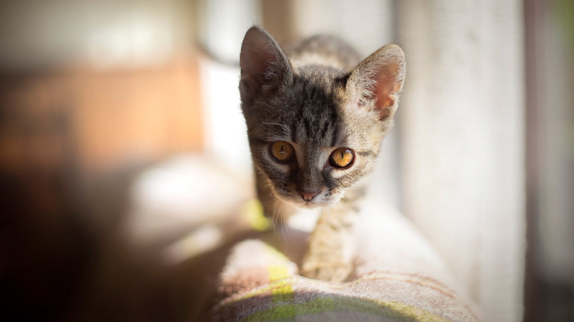 爱游戏大厅-双线绞杀公牛，米切尔纪录轰鸣，NBA的夜晚与传承