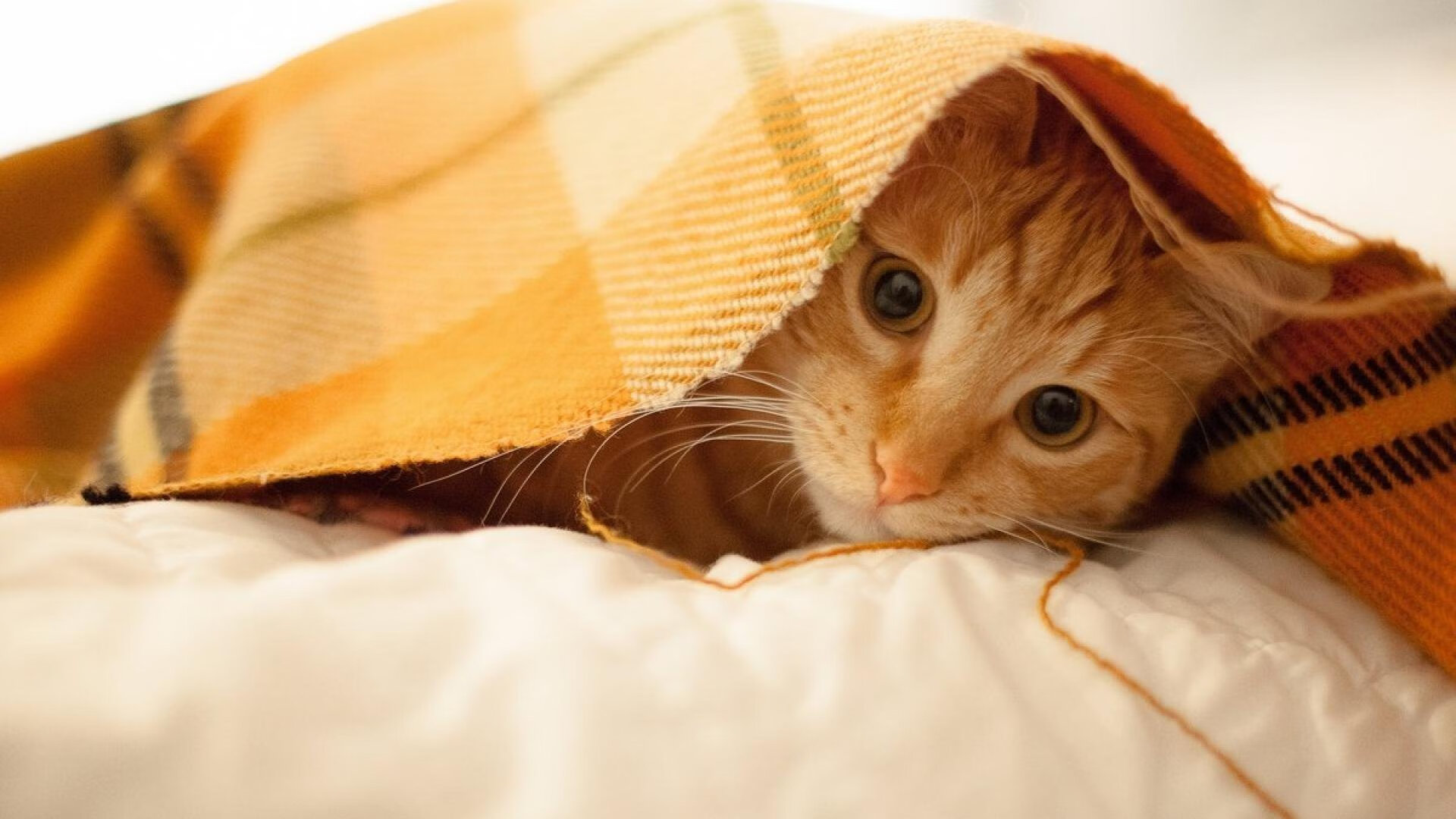 新王当立!莫兰特50分史诗之战掀翻卫冕冠军