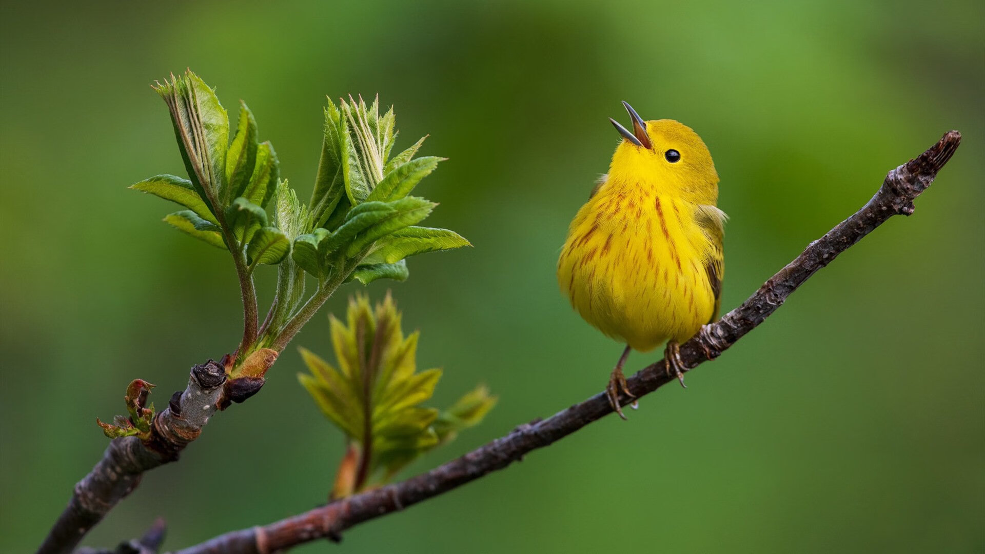 唯一之桥，当德国力克摩洛哥，迪马利亚惊艳了平行时空