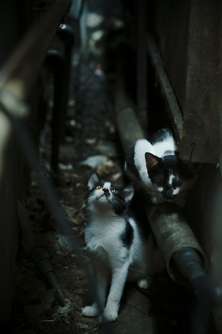 黄昏之战，当姆巴佩踏入诸神竞技场