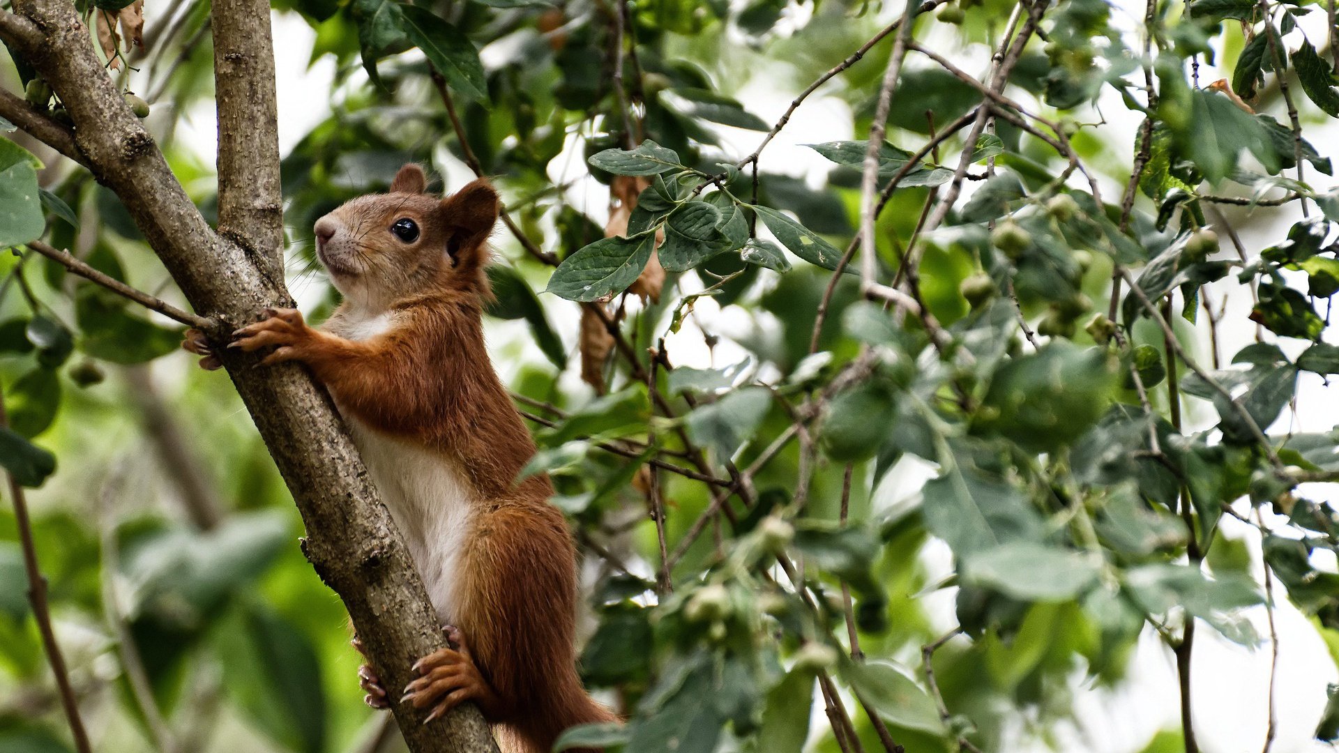 爱游戏在线-当骑士跨越大洋，从NBA硬汉到欧冠王者，德罗赞的双面征服夜