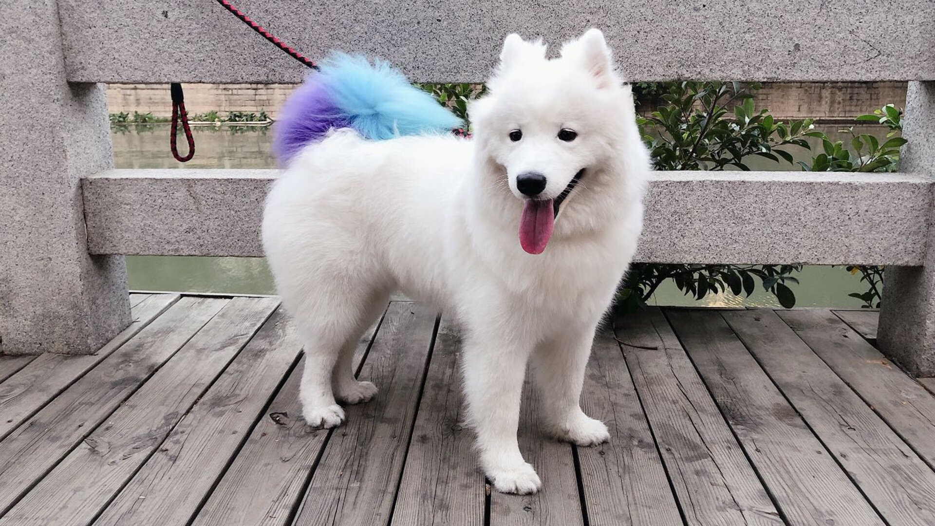 爱游戏娱乐-曼城连胜风暴压制加拿大，罗德里戈化身唯一关键先生引爆全场