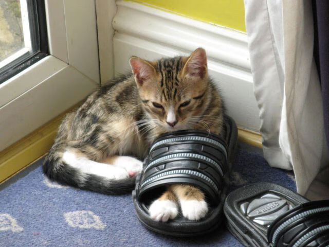 魔法师福克斯上演冠军级表演，上海队主场狂胜猛龙