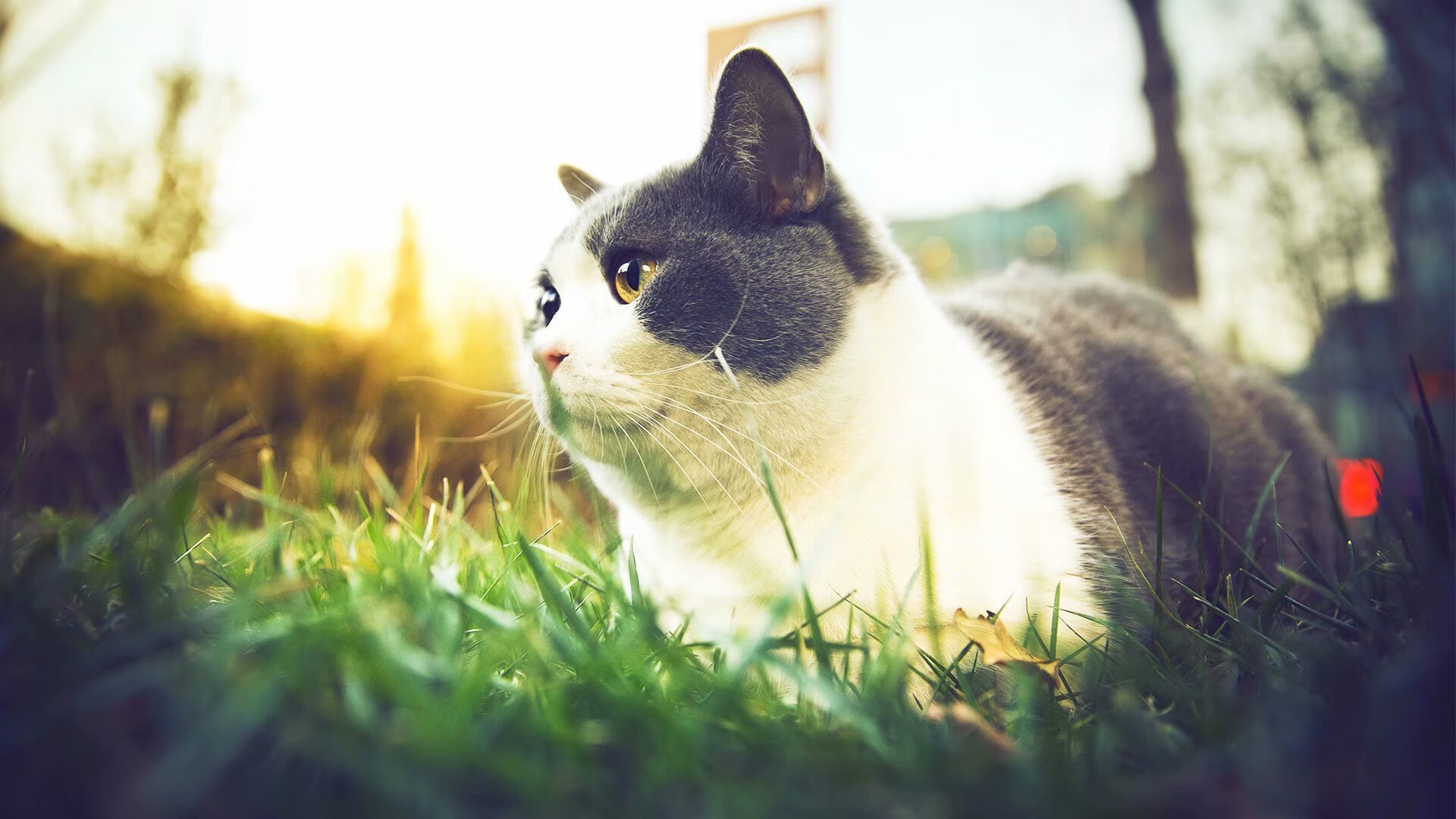 爱游戏APP-篮球世界里的双面主宰，从东契奇的防守艺术到热火的体系胜利