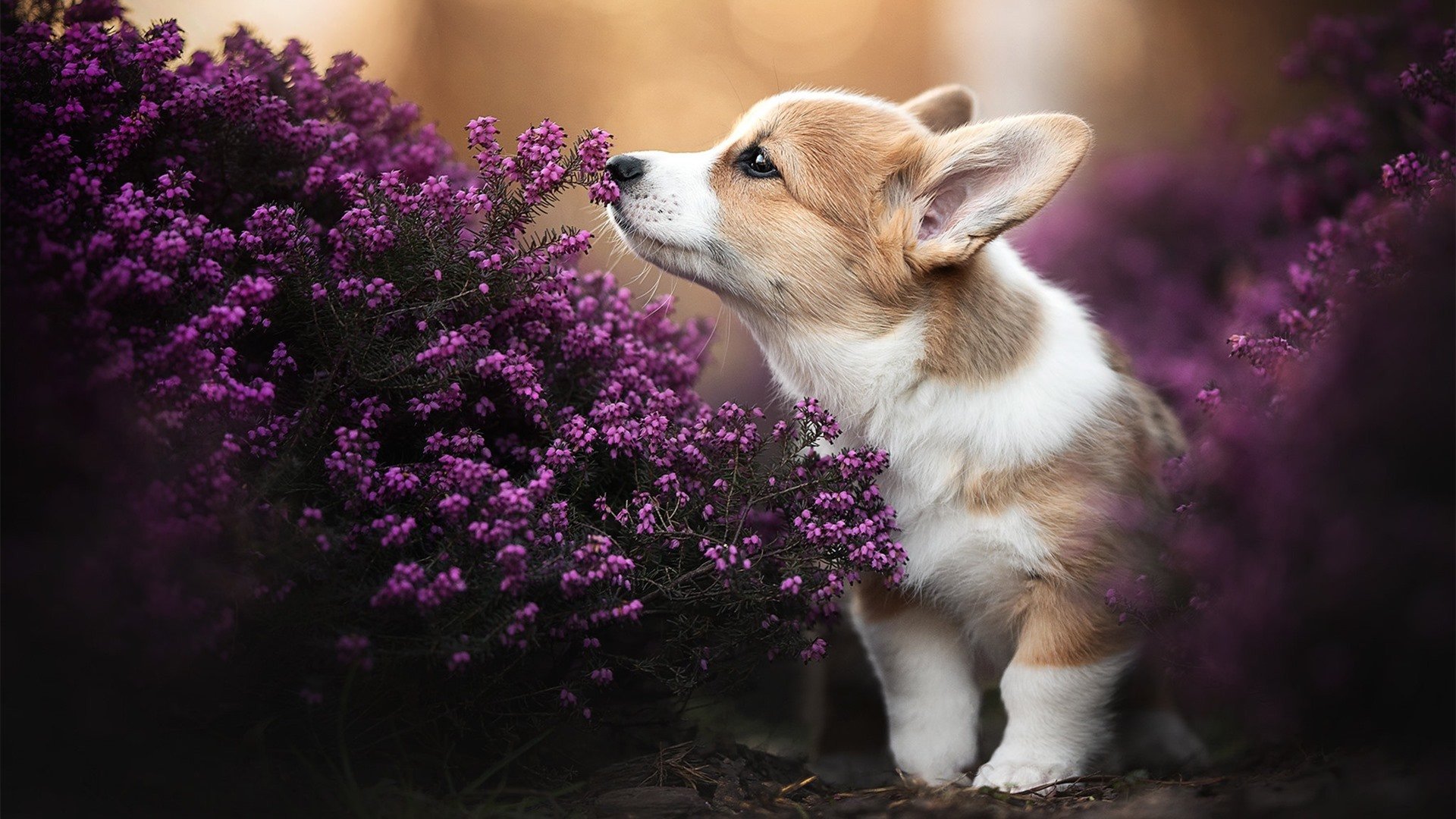 爱游戏官网-塔图姆一剑封喉！奥运关键战绝杀定乾坤