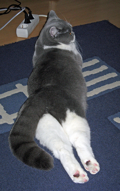 布伦森50分神迹!公牛绝杀广厦背后的篮球哲学