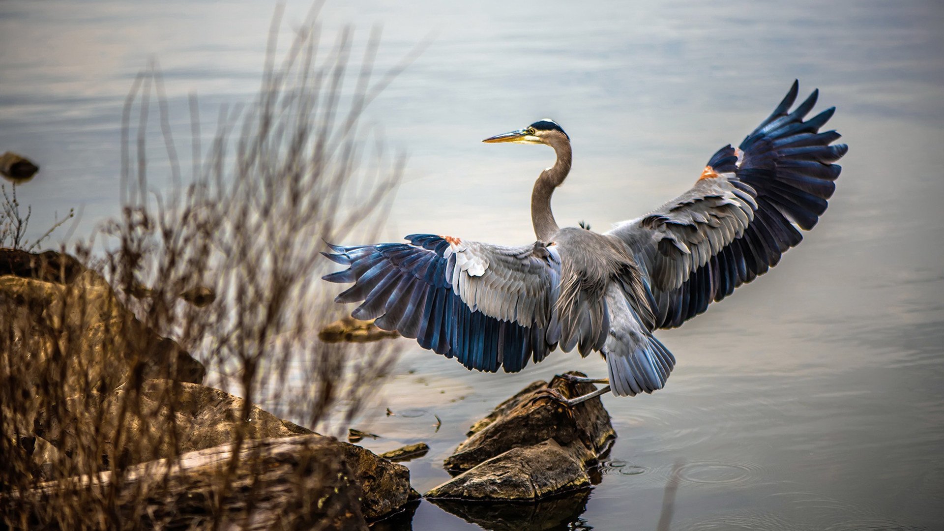 布伦森50分神迹!公牛绝杀广厦背后的篮球哲学