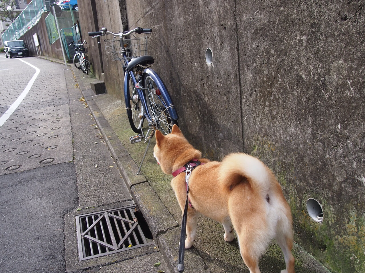 毛利盾与三叉戟,新西兰战术封锁乌克兰,姆巴佩阴影下的一击制胜