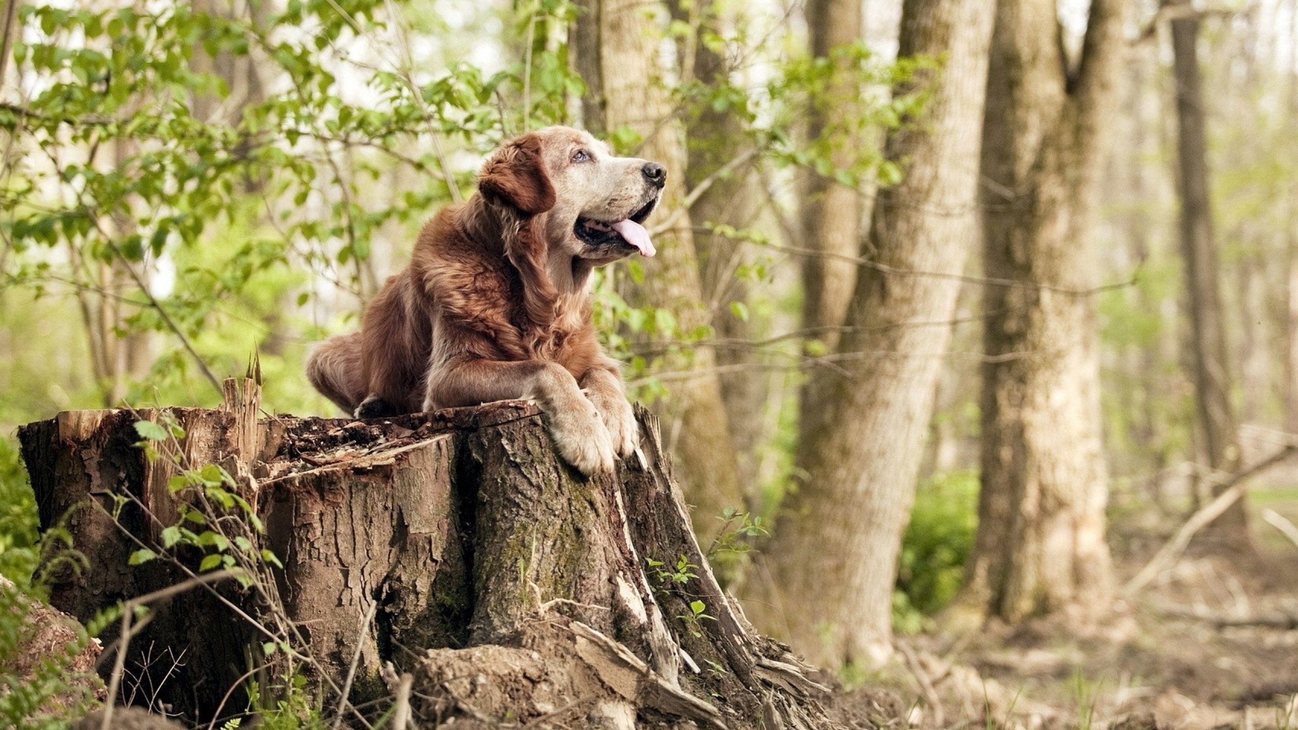 希腊神话续写欧冠!久保建英一剑封喉,正面击溃不可一世的曼城巨舰