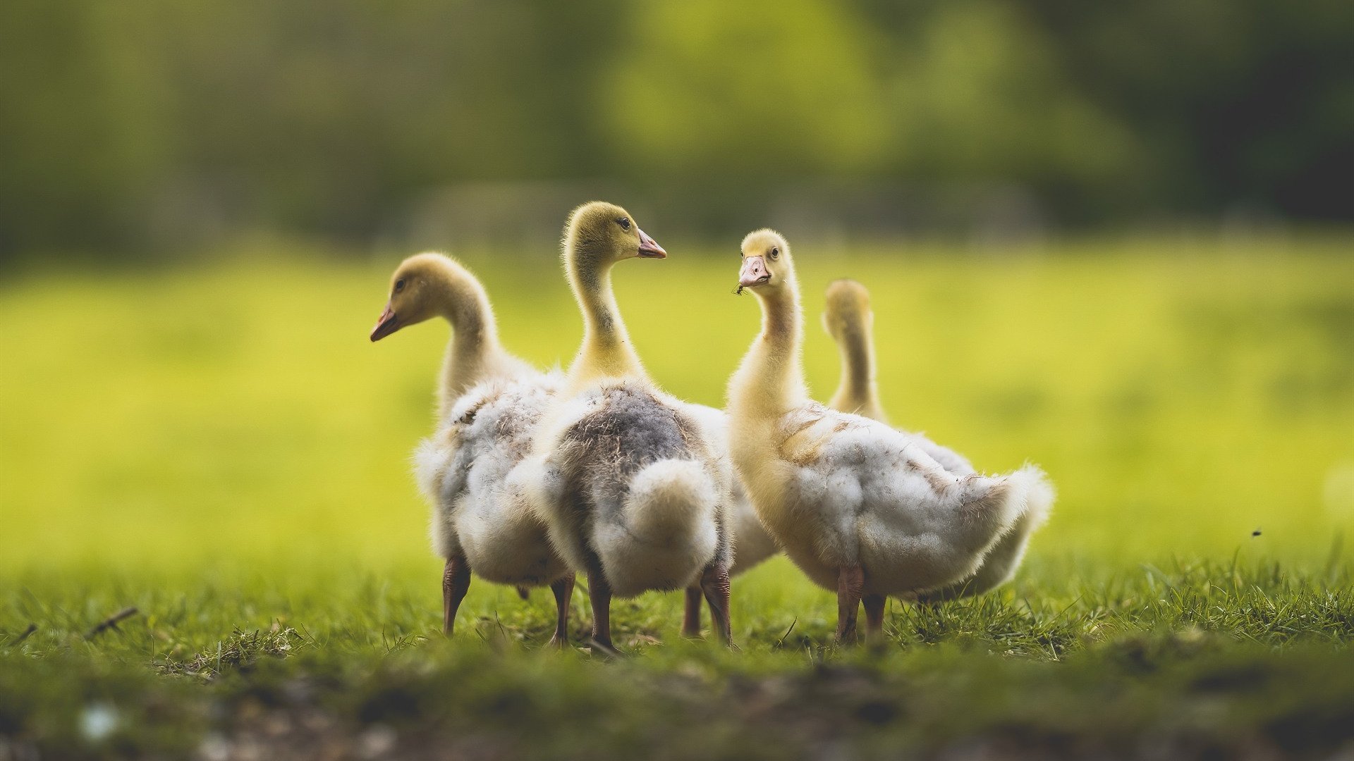 平行时空的篮球法则，当范弗利特在公牛对阵山西的跨维度决战中持续制造杀伤
