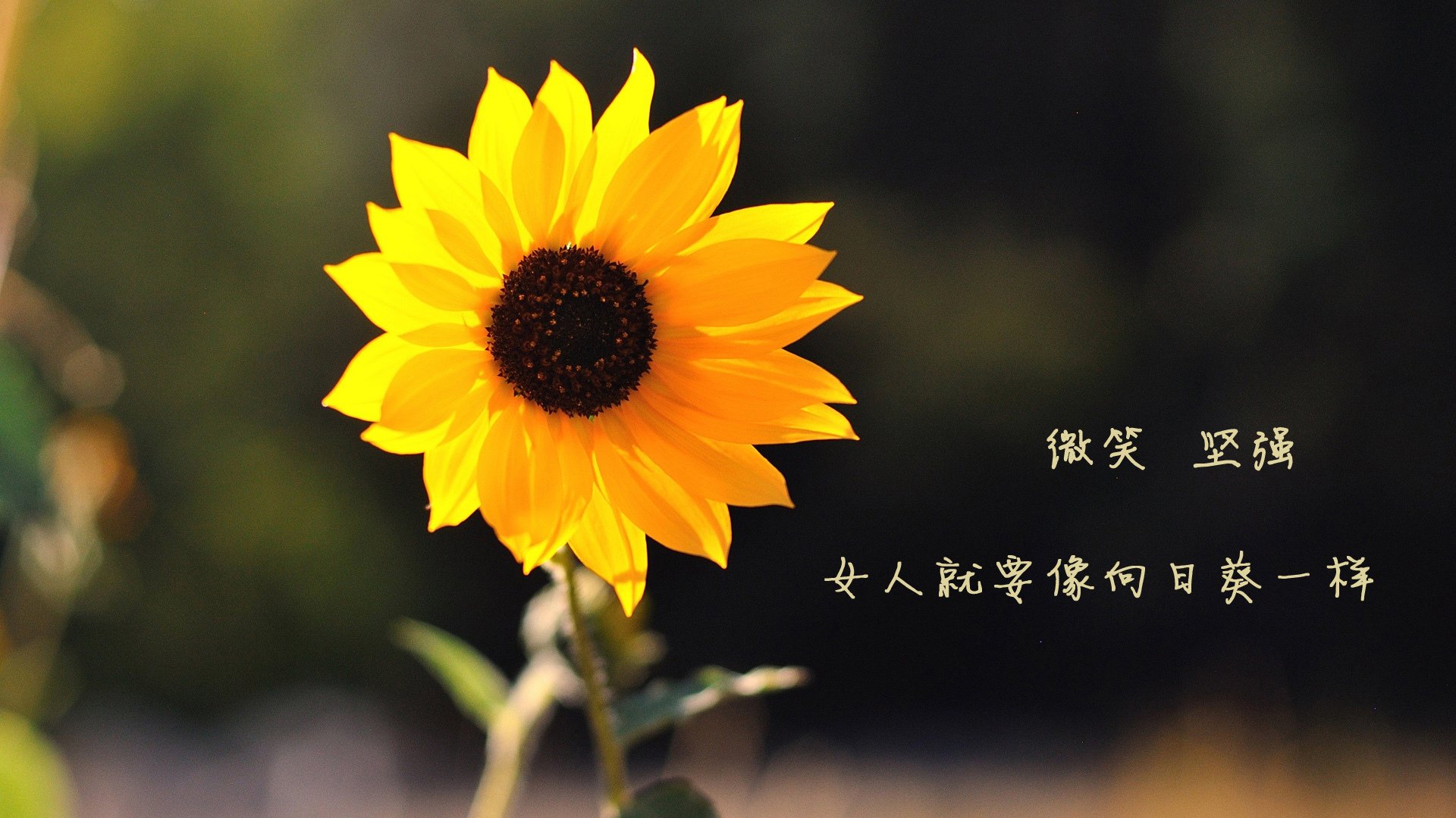 火焰般的基耶萨,西决生死战之夜的唯一传奇