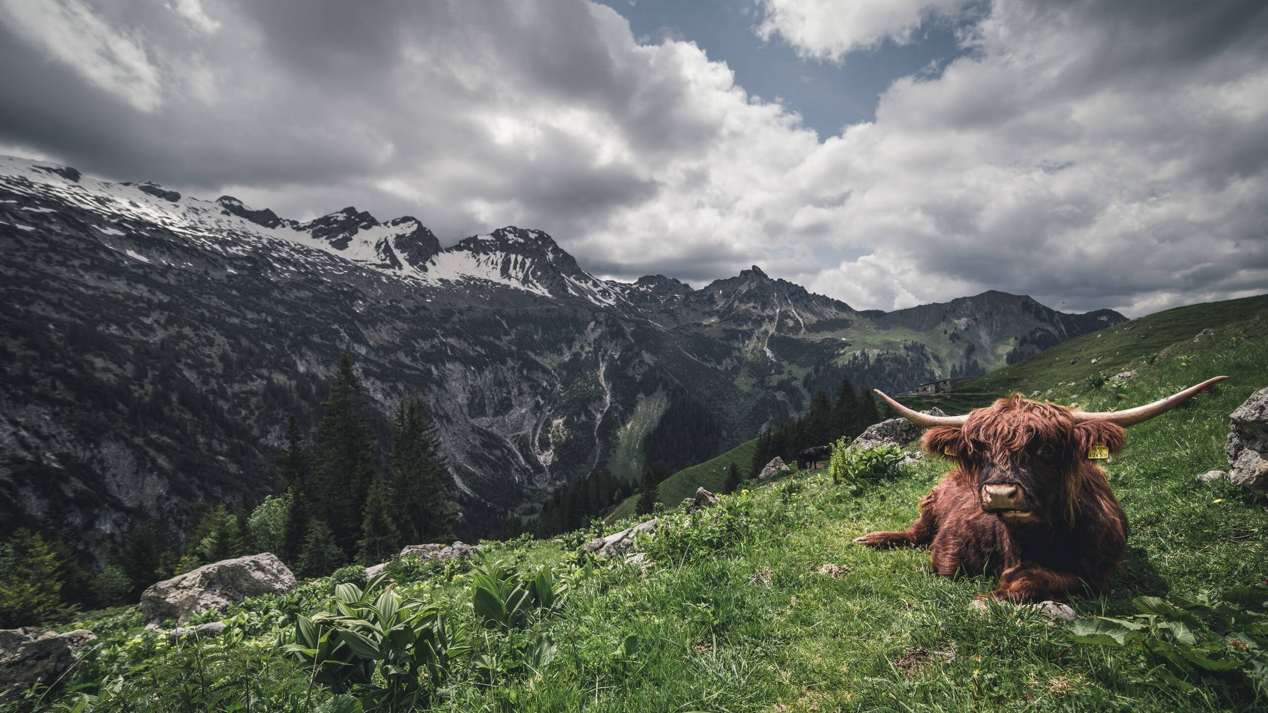 爱游戏官方入口-鹈鹕对决国王，赫伯特·琼斯—铁闸与利刃并存的无声主宰