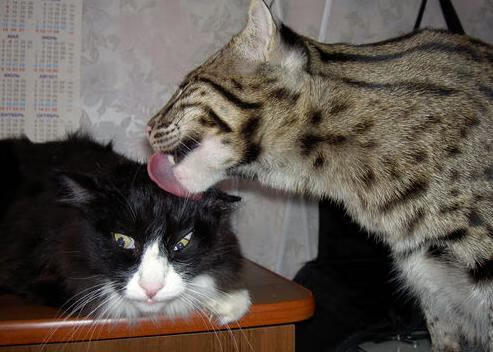 爱游戏体育-狂胜与恒流，当风暴眼勇士遇上数据河哈利伯顿