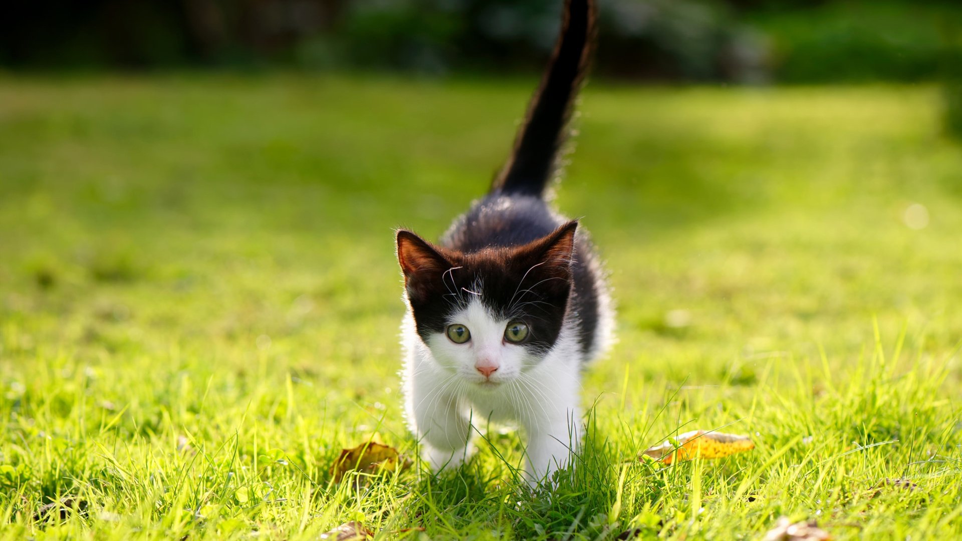 爱游戏tv-小球市风暴掀翻国际豪门，德罗赞的聚光灯定律，舞台越大，心跳越稳