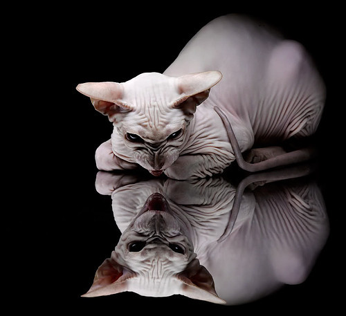 年度焦点之战之夜，杜兰特单骑救主，死神镰刀斩断悬念